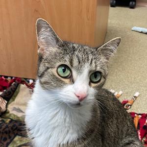 Lulu, adult, available for adoption