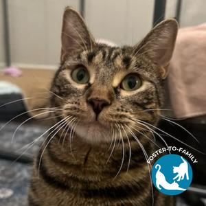 Erickson, adult, available for adoption