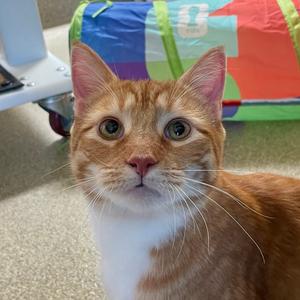 Casio, adult, available for adoption