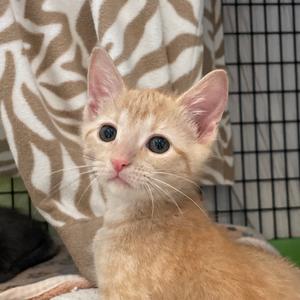 Nankin, kitten, available for adoption