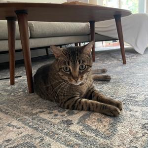 2 Unlimited, adult, available for adoption