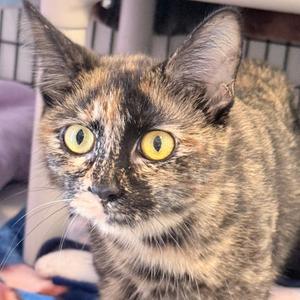 A close-up of a tortoiseshell cat with striking yellow eyes, looking directly at the camera. The cat has a mix of black, brown, and orange fur, with a white patch on its chin. The background is slightly blurred, showing a cage-like structure and some indistinct objects.