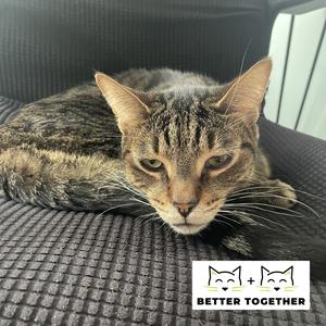 Maple, adult, available for adoption