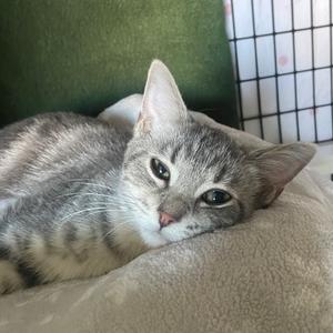 A gray tabby cat lying on a beige blanket, with a green cushion and a white grid-patterned background.
