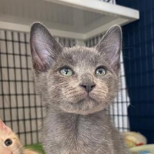 Chabo, kitten, available for adoption