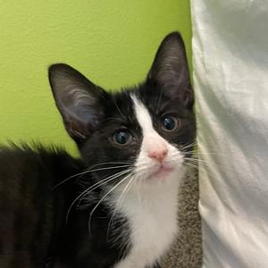 Hickory Nut, kitten, available for adoption