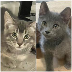 Yugi and Megumi, kitten, available for adoption
