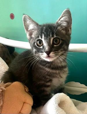 Jackson, kitten, available for adoption