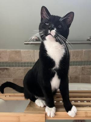 Nicky, adult, available for adoption