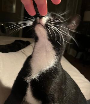 Nicky, young, available for adoption