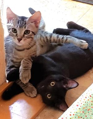Austin and Tori, kitten, available for adoption