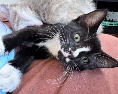 Pablo, kitten, available for adoption