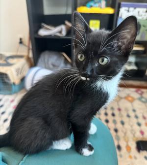 Dali, kitten, available for adoption