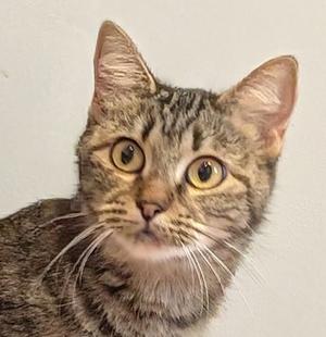 Emma, adult, available for adoption