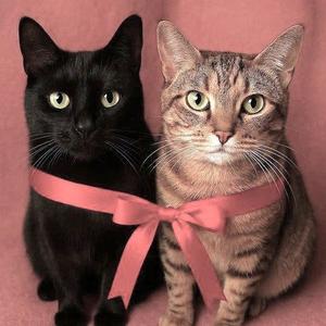 Onyx and Mickey, adult, available for adoption