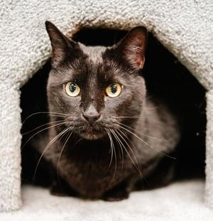 Kormi, adult, available for adoption