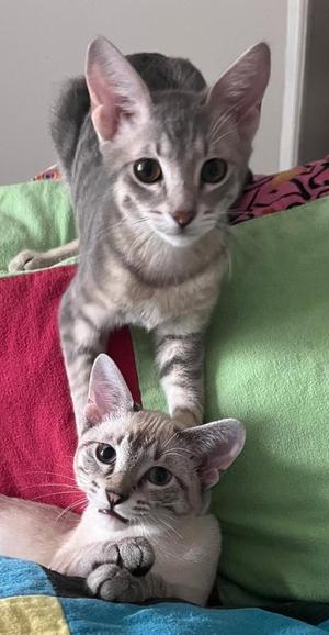 Hippo and Patra, kitten, available for adoption