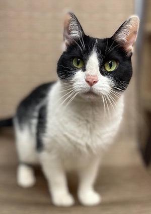 Kitty, senior, available for adoption