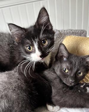 Oliver and Olivia, kitten, available for adoption