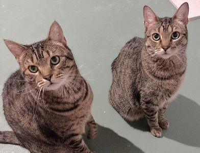 Holly and Little Fluffy, adult, available for adoption
