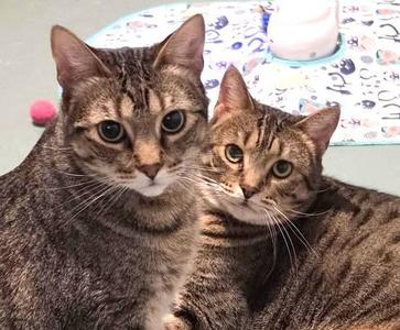 Holly and Little Fluffy, adult, available for adoption