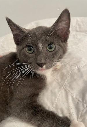 Karlos, kitten, available for adoption
