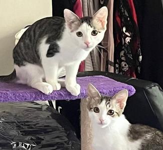 Loki and Lyra, kitten, available for adoption