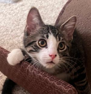 Casey, kitten, available for adoption