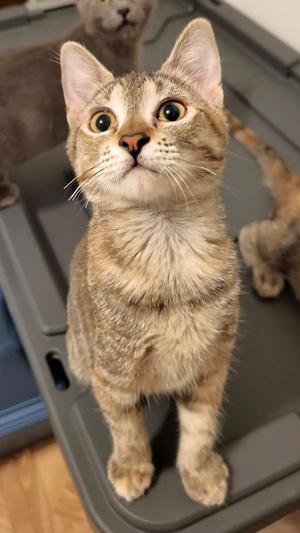 A tabby kitten with wide eyes and perked ears, standing on a gray surface.