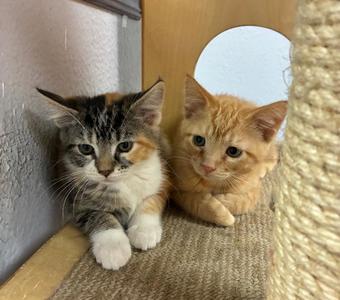 Wynnie and Wilson, kitten, available for adoption