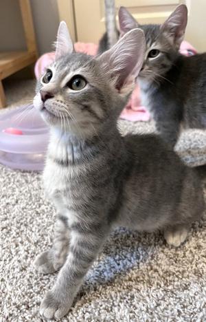 Carly, kitten, available for adoption