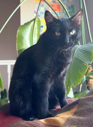 BJ, adult, available for adoption