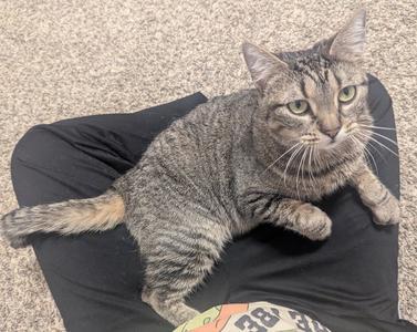 Charlene, adult, available for adoption