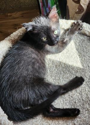 Bosley, kitten, available for adoption