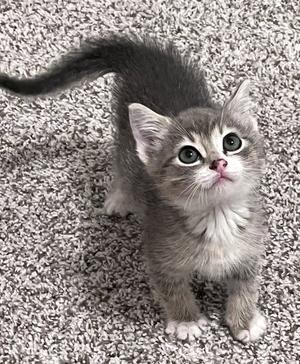 Mason, kitten, available for adoption