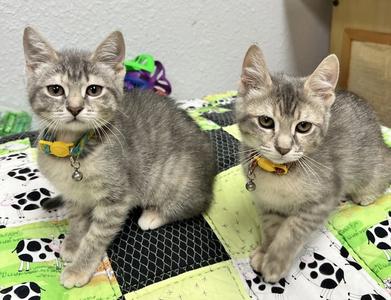 Michelle and Stephanie, kitten, available for adoption