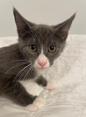 Kilian, kitten, available for adoption