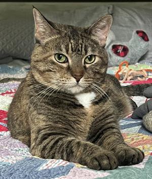 Miss Kitty, adult, available for adoption