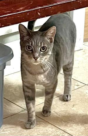 Birdie, adult, available for adoption