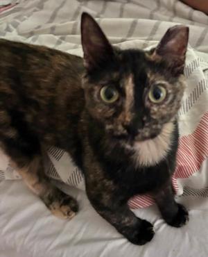 Mugsy, young, available for adoption