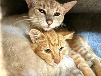 Minnie and Ghost, young, available for adoption