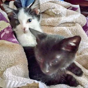 Enoli and Kaleo, kitten, available for adoption
