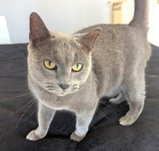 Nala, senior, available for adoption