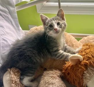 Quewy, kitten, available for adoption