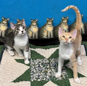 Lola and Gracie, kitten, available for adoption