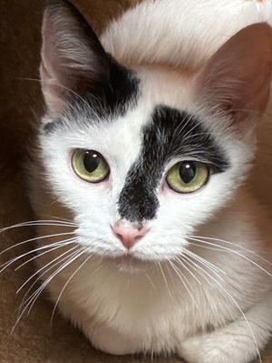 Monique, adult, available for adoption