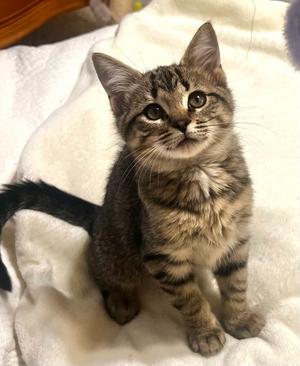Chrissy, kitten, available for adoption