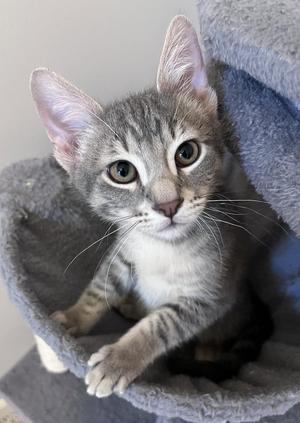 Tucker, kitten, available for adoption