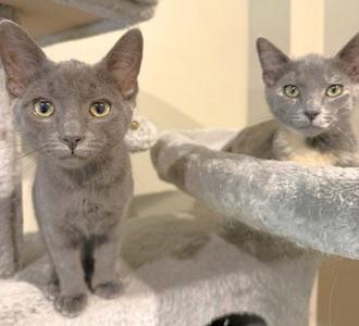 Lemi and Lumi, kitten, available for adoption