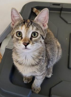 A tabby cat with green eyes sitting on a black surface.